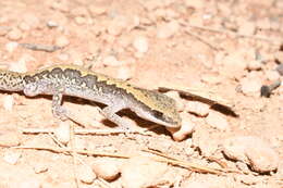 Image of Ornate Stone Gecko