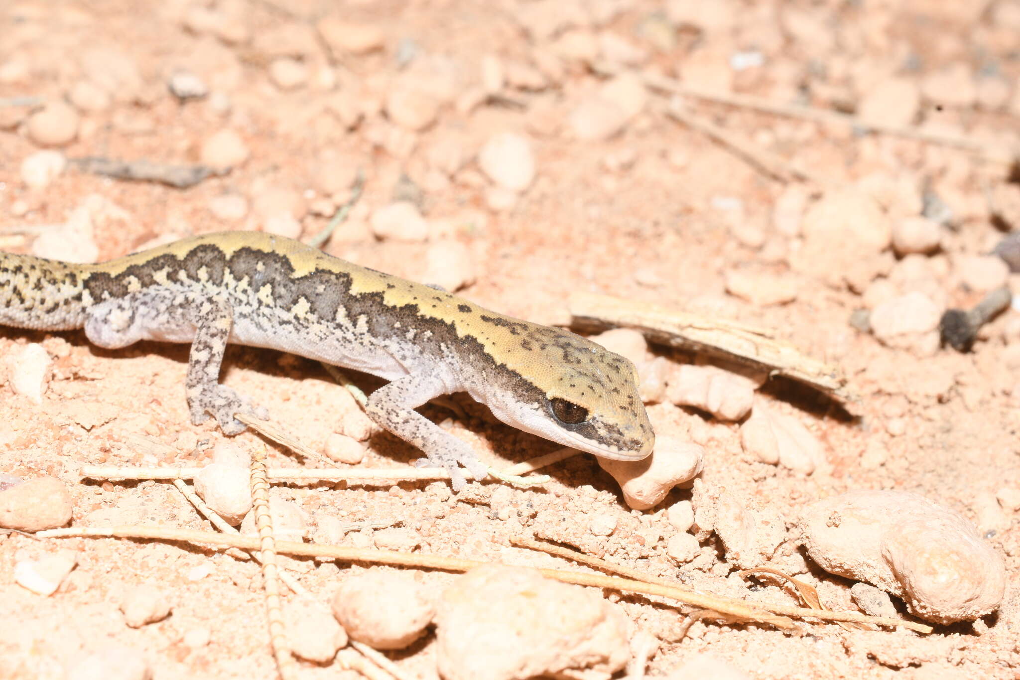 Image of Ornate Stone Gecko