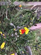 Image of Scotch broom