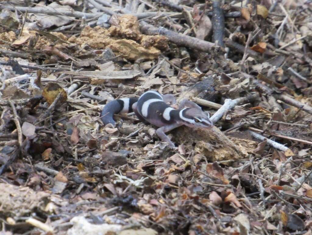 Image of Black Banded Gecko