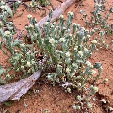 Imagem de Rhodanthe moschata (A. Cunn. ex DC.) P. G. Wilson