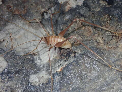 Image of Dolichopoda (Dolichopoda) araneiformis (Burmeister & H. 1838)