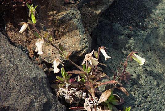 Image de Campanula bravensis (Bolle) A. Chev.