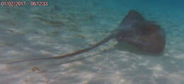 Image of Broad cowtail ray