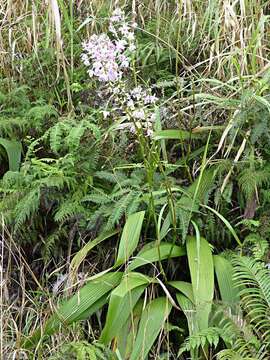 Spathoglottis pacifica Rchb. fil. resmi