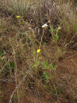 Image of Ursinia nana subsp. nana