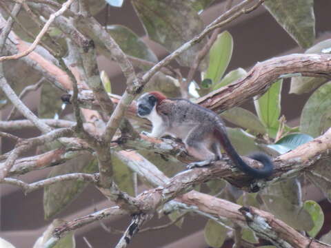 Image of Geoffroy's tamarin