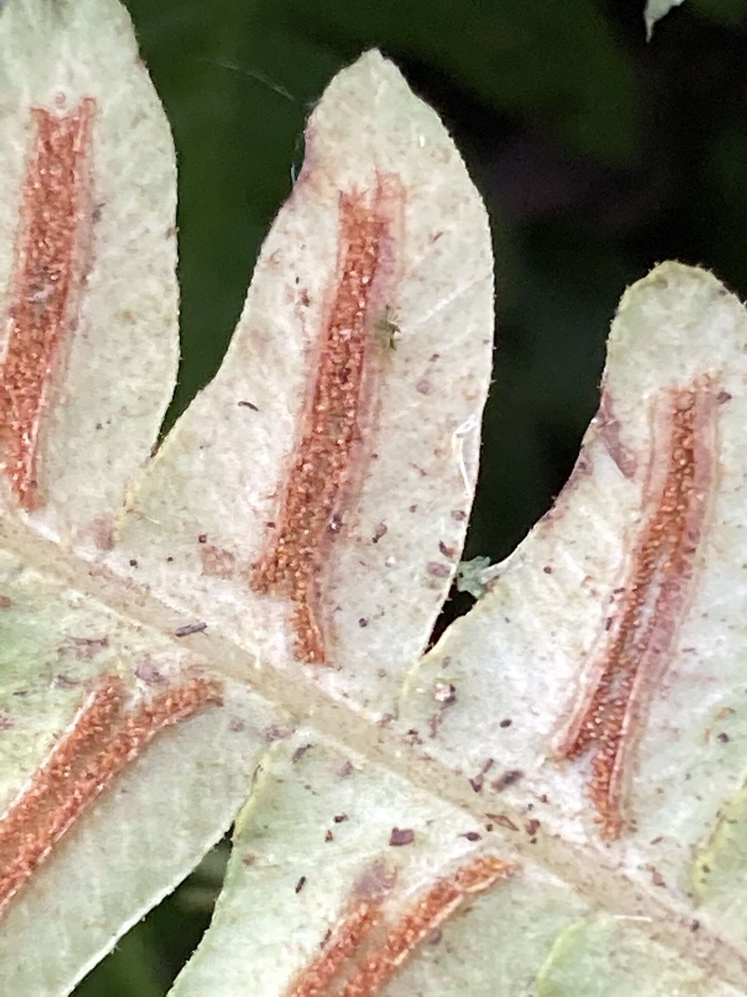 Image of Blechnum asplenioides Sw.