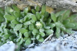 Image of Androsace pubescens DC.