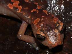 Image of Conant's Mushroomtongue Salamander