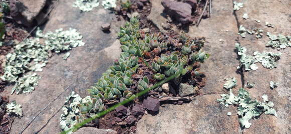 Image of Crassula lanuginosa Harv.