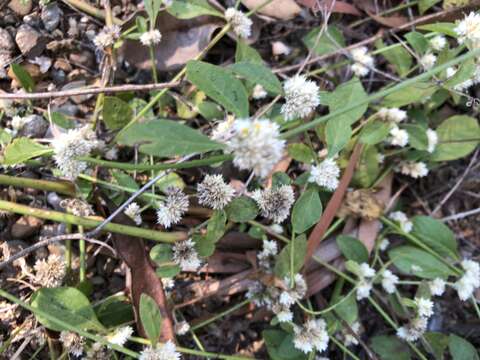 صورة Alternanthera ficoidea (L.) R. Br.