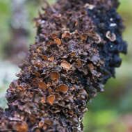 Image of Swiss kidney lichen