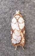 Image of Acleris cervinana Fernald 1882