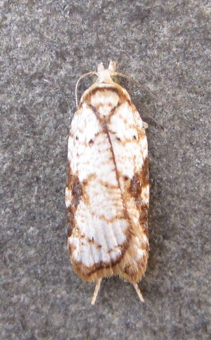 Image of Acleris cervinana Fernald 1882