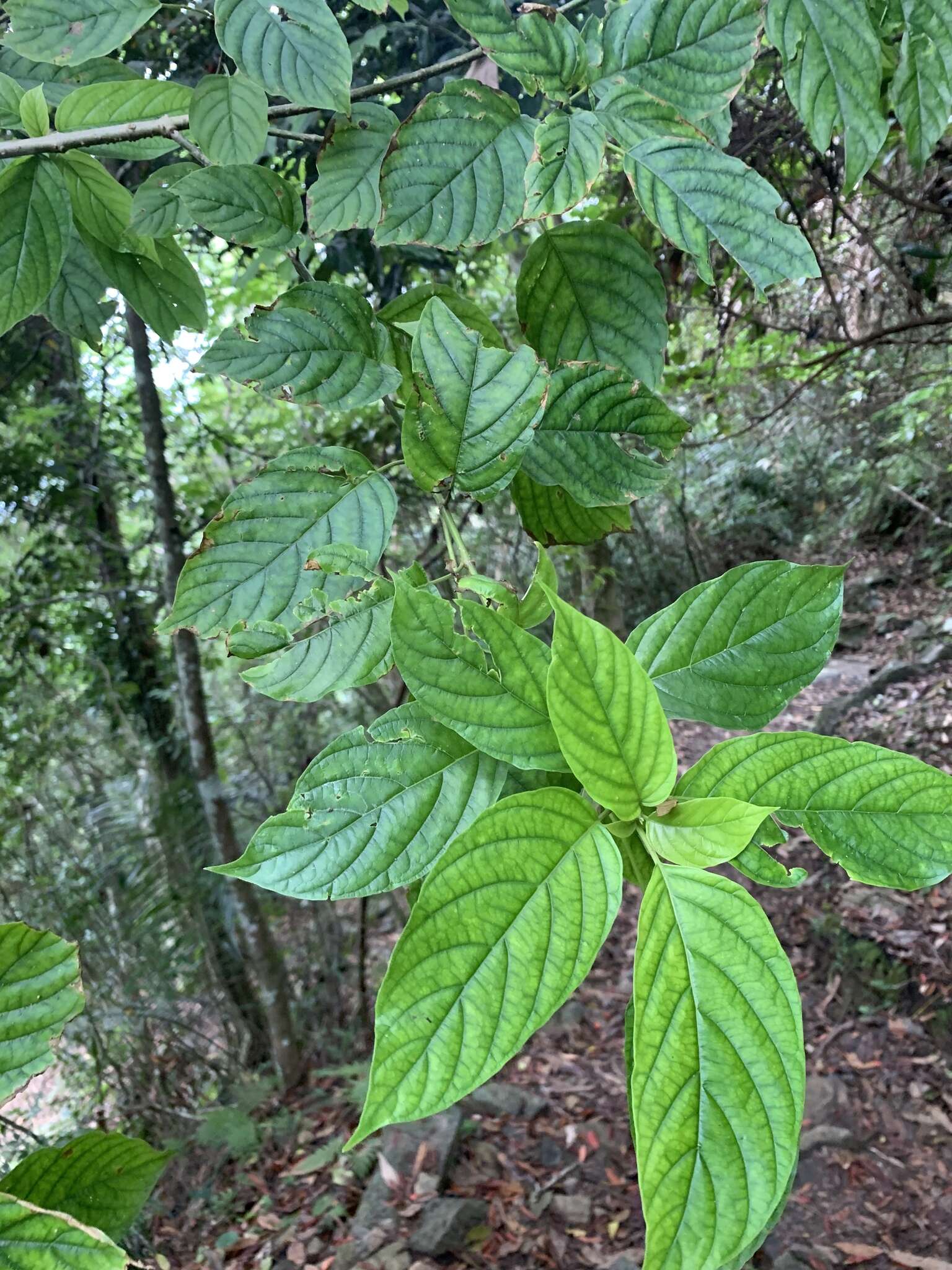 Sinoadina racemosa (Siebold & Zucc.) Ridsdale resmi