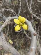 Plancia ëd Senna meridionalis (R. Vig.) Du Puy