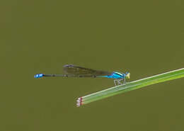 Image of Pseudagrion williamsoni Fraser 1922