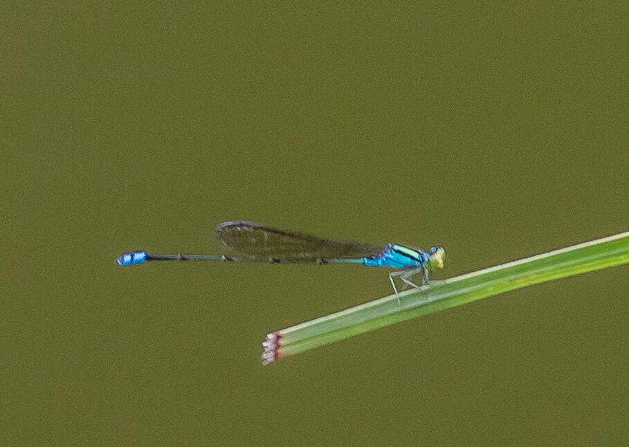 Image of Pseudagrion williamsoni Fraser 1922