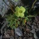 Image of Papaver radicatum subsp. radicatum