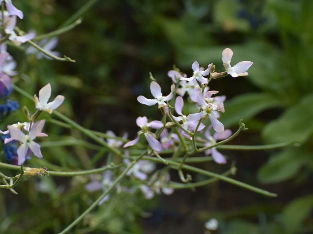 Image of night scented stock