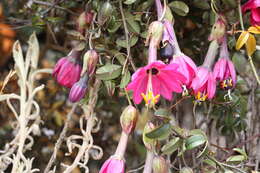 Слика од Passiflora huamachucoensis L. K. Escobar