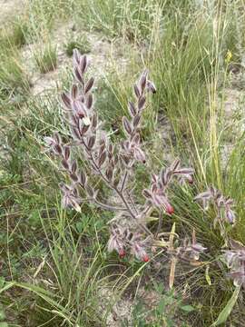 Слика од Onosma tinctorium M. Bieb.