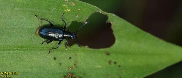 صورة <i>Lema concinnipennis</i>