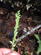 Image of Giant Rattlesnake-plantain