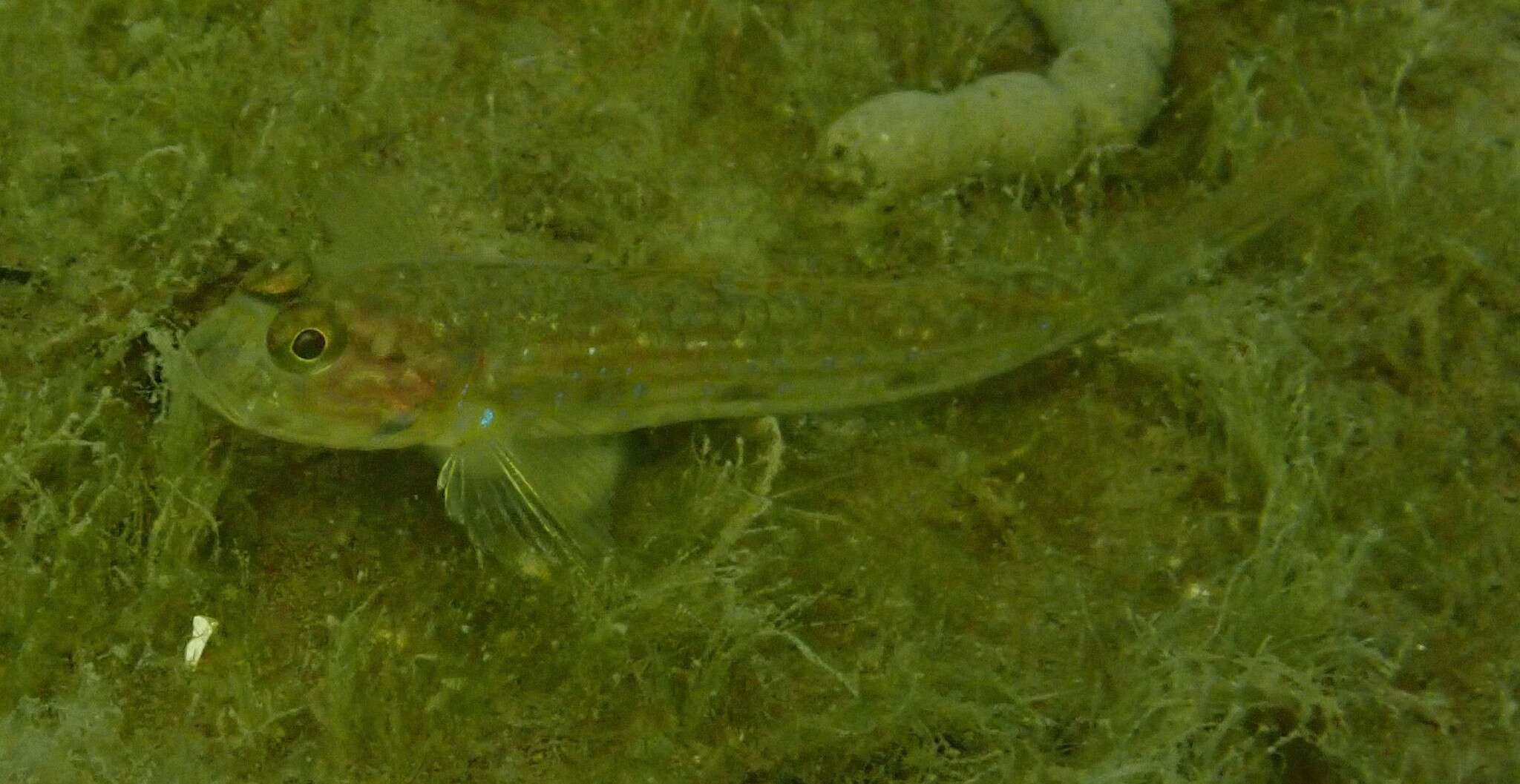 Image of Striped sandgoby