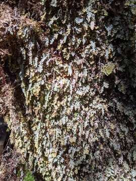 Image of Hymenophyllum applanatum (A. M. Gray & R. G. Williams) Ebihara & K. Iwats.