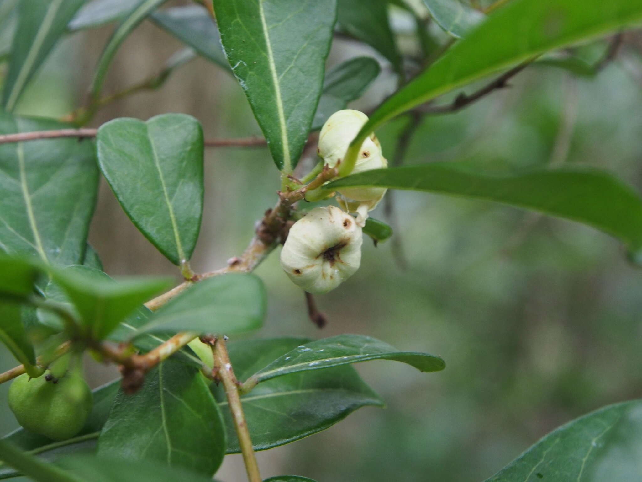 Phyllanthus sieboldianus T. Kuros.的圖片