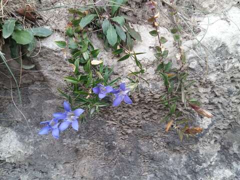 Image of Gentiana septemfida subsp. grossheimii (Doluch.) J. J. Halda