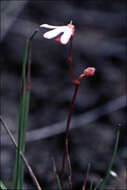 Image of Utricularia tenella R. Br.