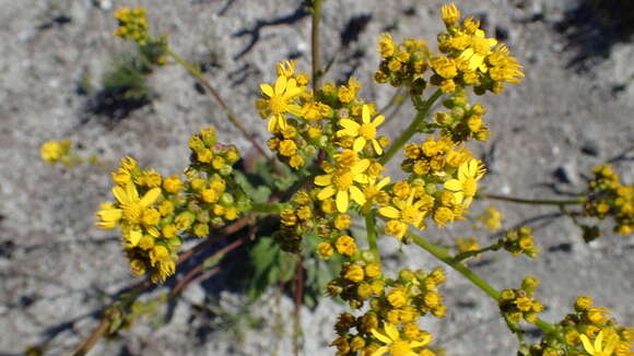 Image de Senecio variifolius DC.