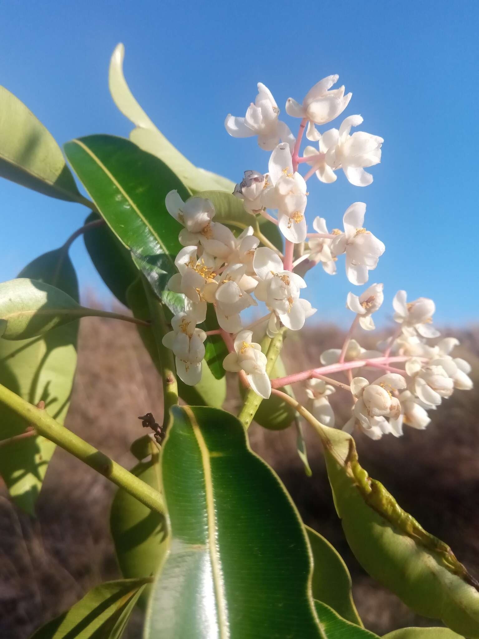 Image de Calophyllum vernicosum P. F. Stevens