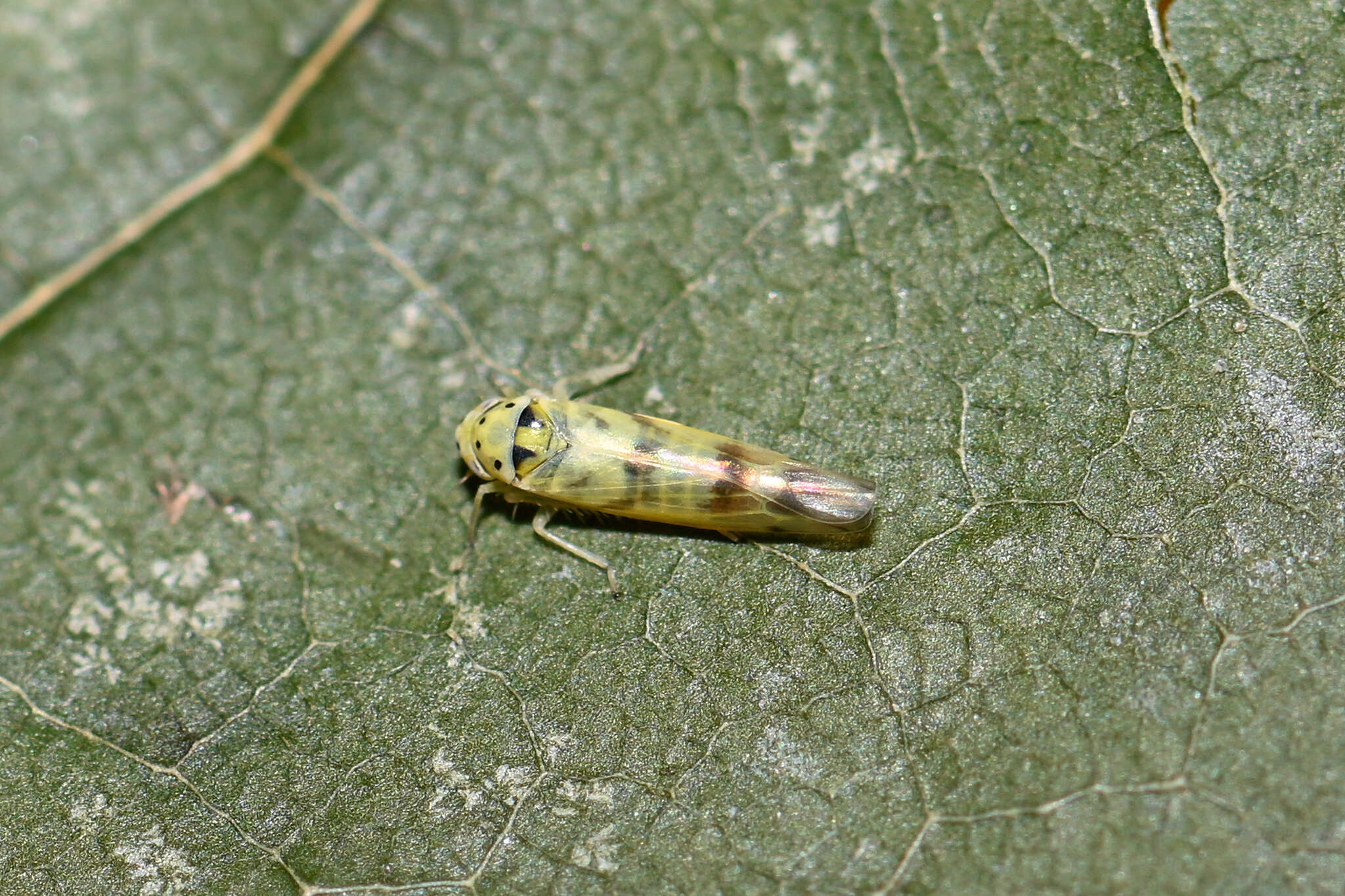 Image de Linnavuoriana (Linnavuoriana) sexmaculata (Hardy & J. 1850)