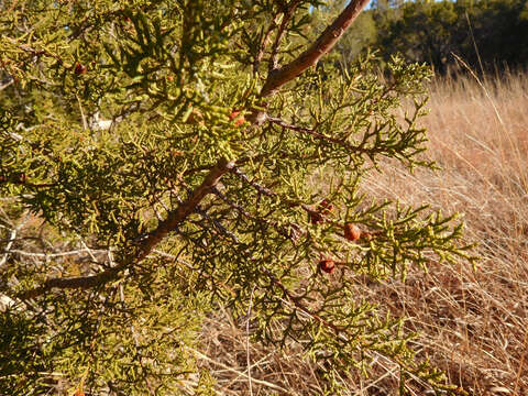 Plancia ëd Juniperus pinchotii Sudw.