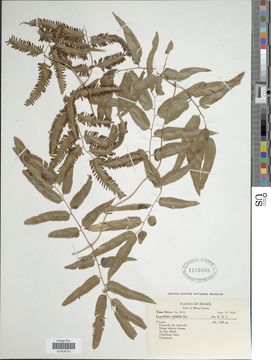 Image of <i>Lygodium volubile</i> Sw.
