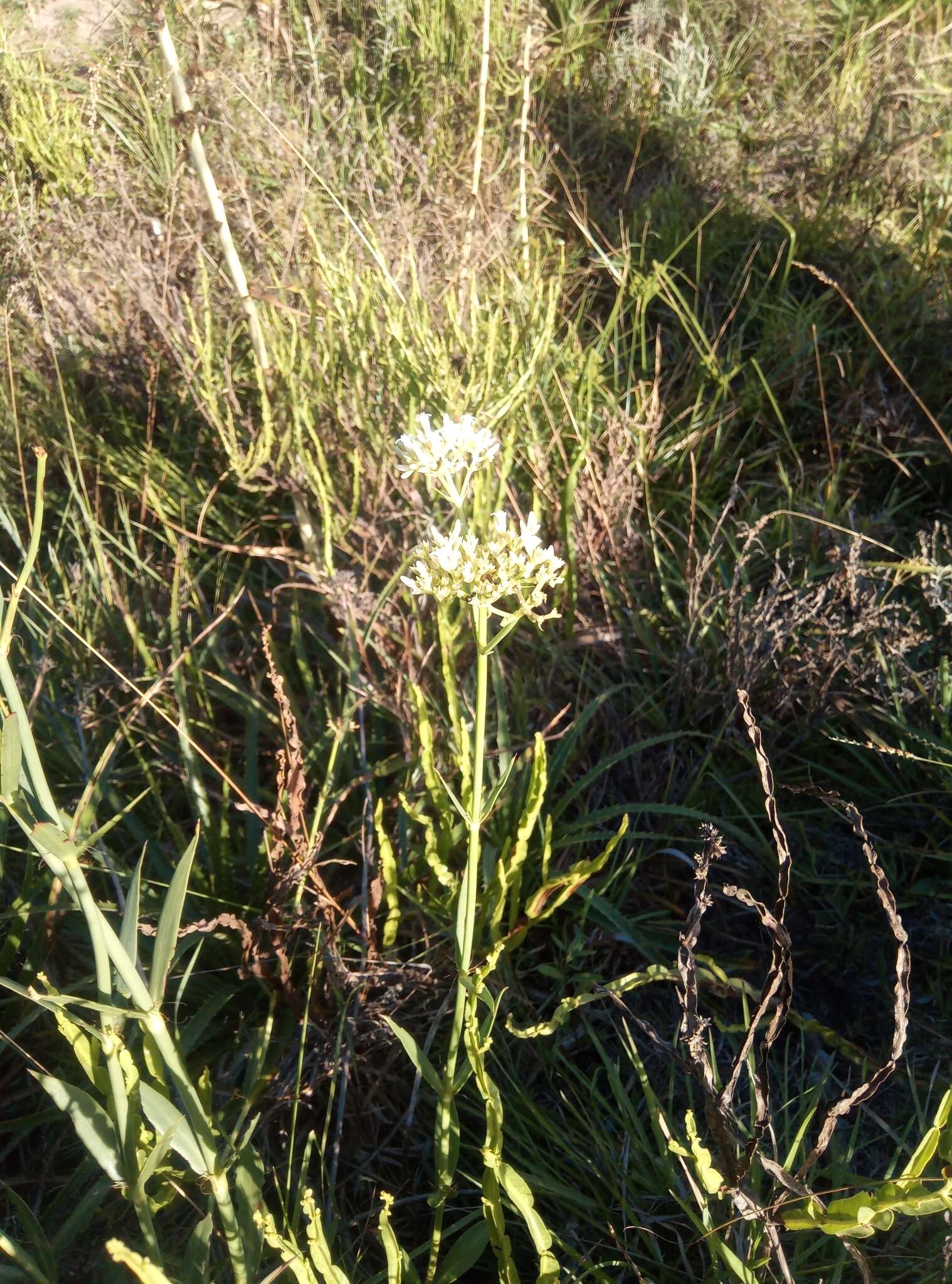 Image of Galianthe fastigiata Griseb.