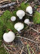 Image de Lycoperdon subumbrinum Jeppson & E. Larss. 2012