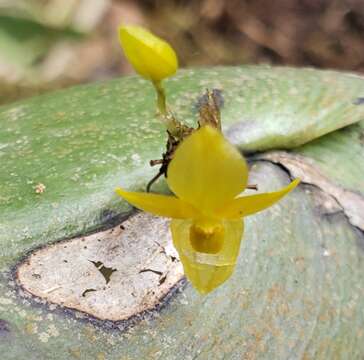 Imagem de Pleurothallis prolaticollaris Luer