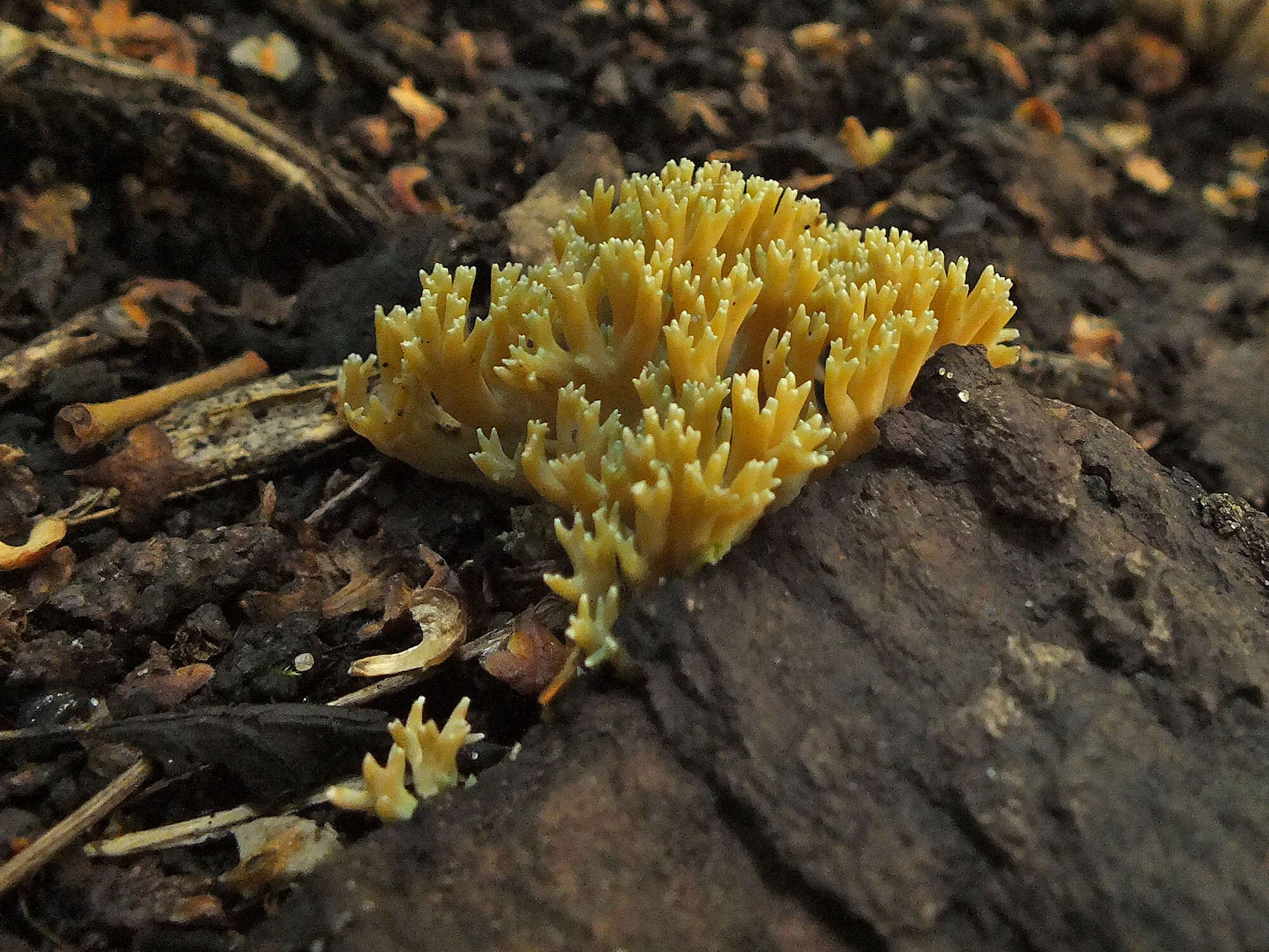 Image of Phaeoclavulina echinovirens (Corner, K. S. Thind & Dev) Giachini 2011