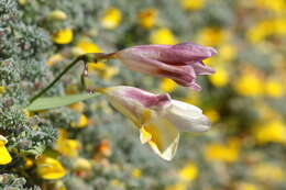 Freesia leichtlinii subsp. alba (G. L. Mey.) J. C. Manning & Goldblatt resmi