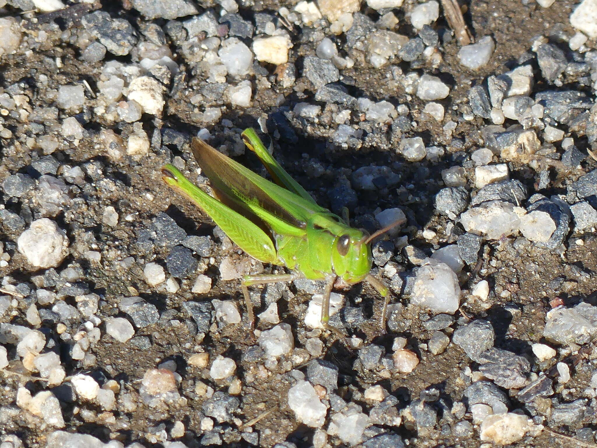 Plancia ëd Schizobothrus flavovittatus Sjöstedt 1921