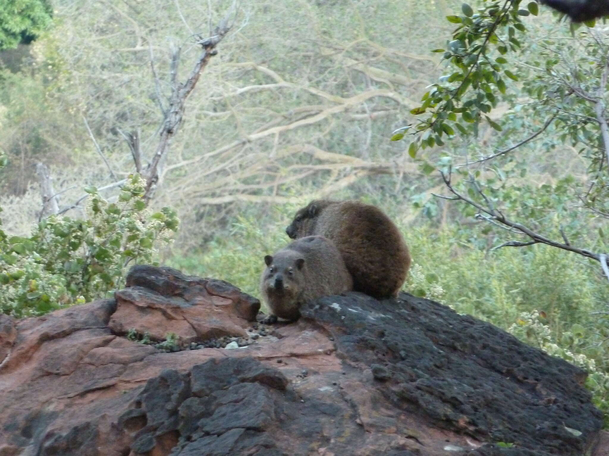 Image of Procavia capensis welwitschii (Gray 1868)