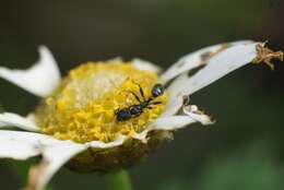 Image of Pseudomyrmex lynceus (Spinola 1851)