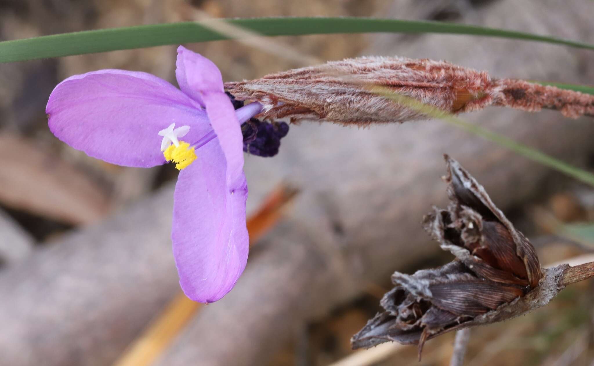 Image of Patersonia lanata R. Br.