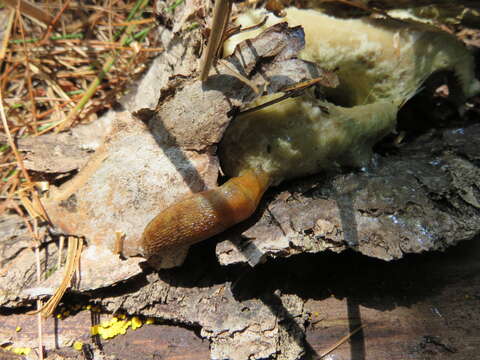 Image of Dusky Slug