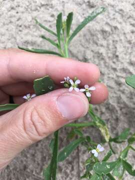 Слика од Cakile edentula var. lacustris